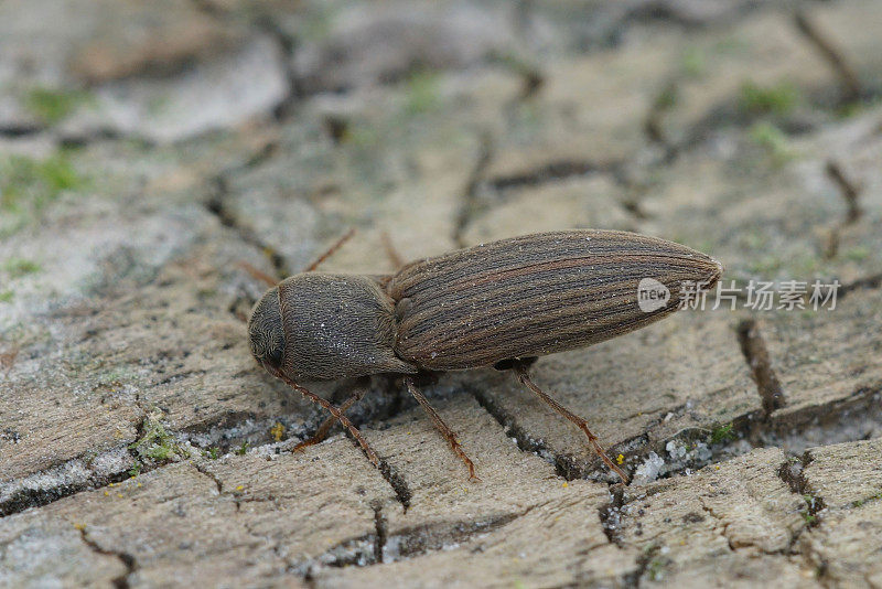 特写的条纹棕色咔嗒甲虫，Agriotes lineatus，农作物的害虫物种，农业
